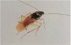 Afbeelding Bruinband kakkerlak