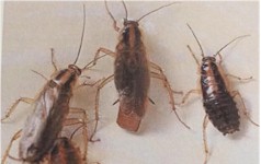 Afbeelding Duitse kakkerlak