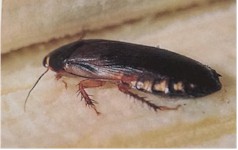 Afbeelding Surinaamse kakkerlak