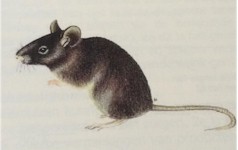 Afbeelding muis