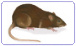 Afbeelding rat