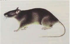Afbeelding Bruine rat