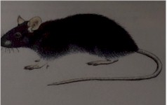 Afbeelding Zwarte rat
