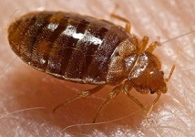 Afbeelding Bedwants (Latijn: Cimex lectularius)