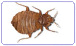 Afbeelding Bedwants (Latijn: Cimex lectularius)