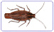 Afbeelding Bedwants (Latijn: Cimex lectularius)