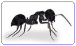 Afbeelding Bedwants (Latijn: Cimex lectularius)