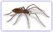 Afbeelding Bedwants (Latijn: Cimex lectularius)