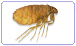 Afbeelding Bedwants (Latijn: Cimex lectularius)