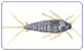 Afbeelding Bedwants (Latijn: Cimex lectularius)