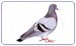 Afbeelding muis